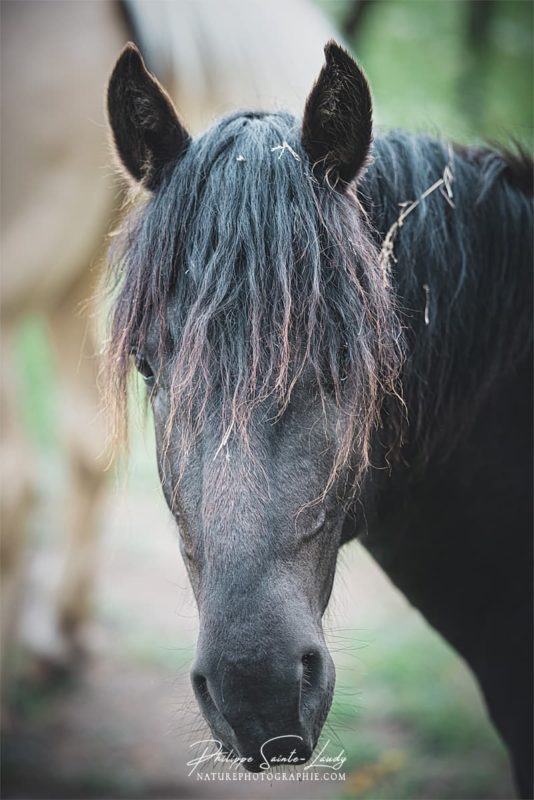 Portrait de cheval noir