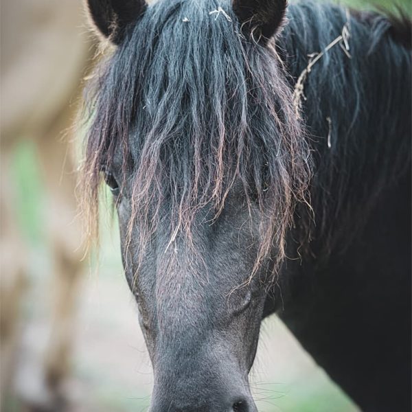 Portrait de cheval #3 Portrait de cheval noir