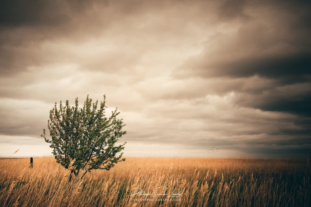Paysage au bord de la mer baltique en Estonie