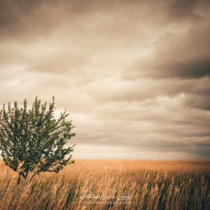 See You In My Dreams Paysage au bord de la mer baltique en Estonie