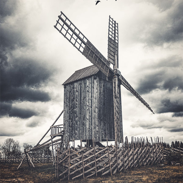 The Windmill Birds Des oiseaux volent au-dessus d'un ancien moulin à vent à Angla - Estonie