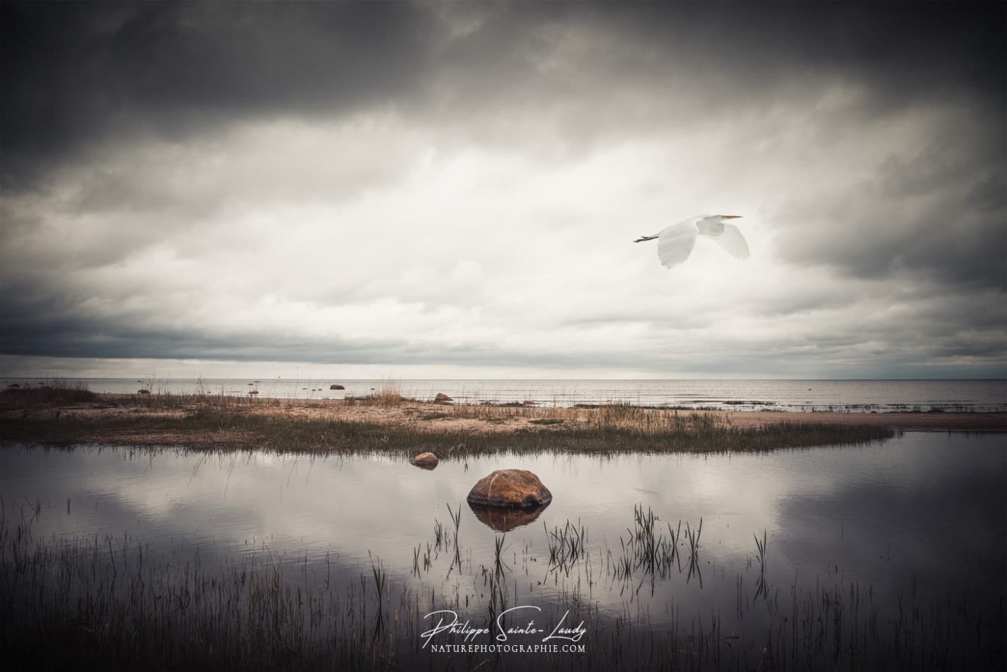 Héron blanc vole au-dessus des marais en Estonie