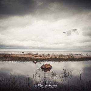 Vedette of the sky Héron blanc vole au-dessus des marais en Estonie