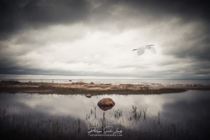 Héron blanc vole au-dessus des marais en Estonie