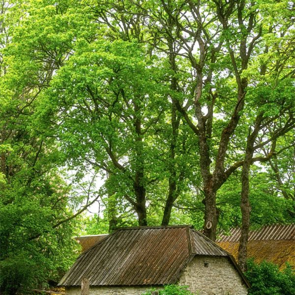 Vertical Green Une ferme dans la nature Estonienne