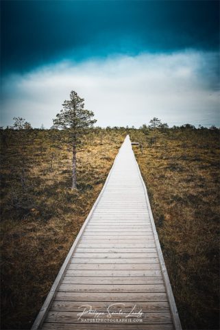 Paysage avec chemin sur pilotis dans le parc de Laheema en Estonie