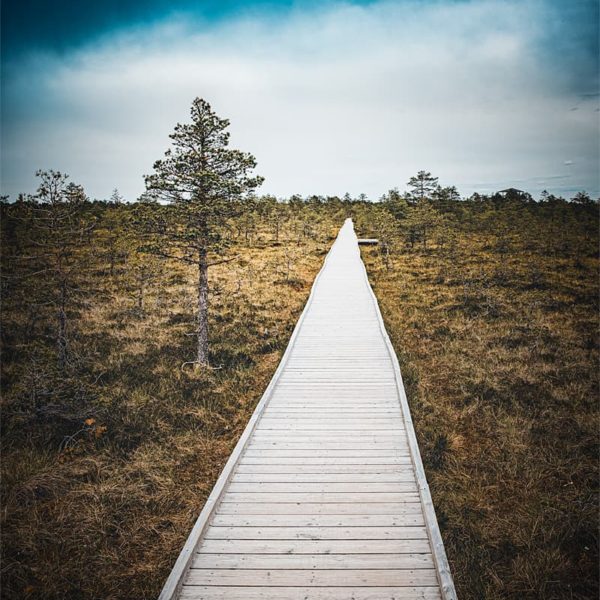 Alone in the Swamps Paysage avec chemin sur pilotis dans le parc de Laheema en Estonie