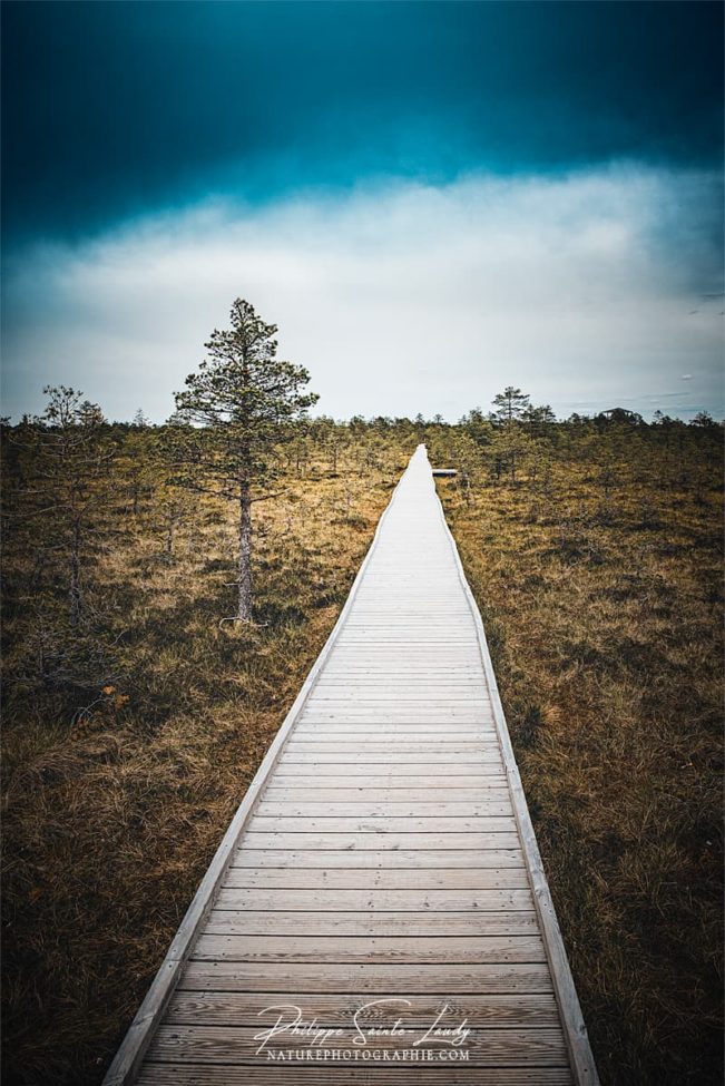 Paysage avec chemin sur pilotis dans le parc de Laheema en Estonie