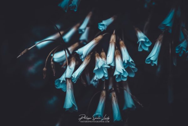 Blue Sweetness Photo de fleurs en macrophotographie