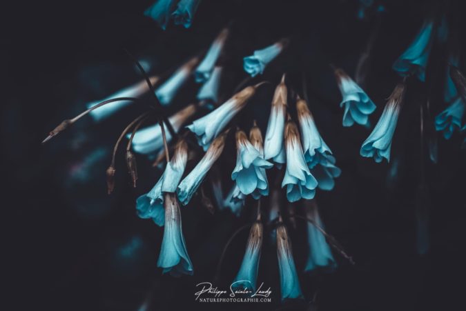 Blue Sweetness Photo de fleurs en macrophotographie