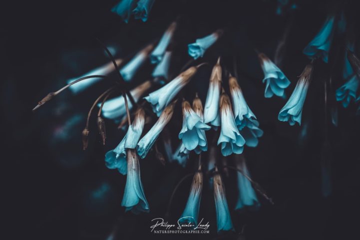 Photo de fleurs en macrophotographie