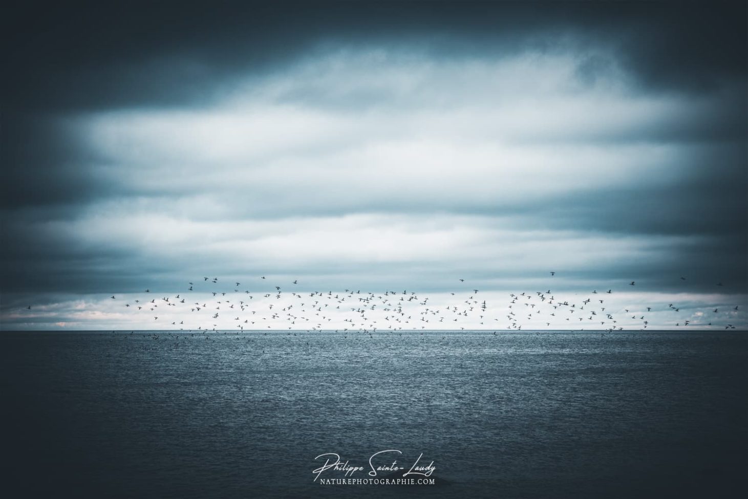 Un vol d'oiseaux dans le golfe de Finlande
