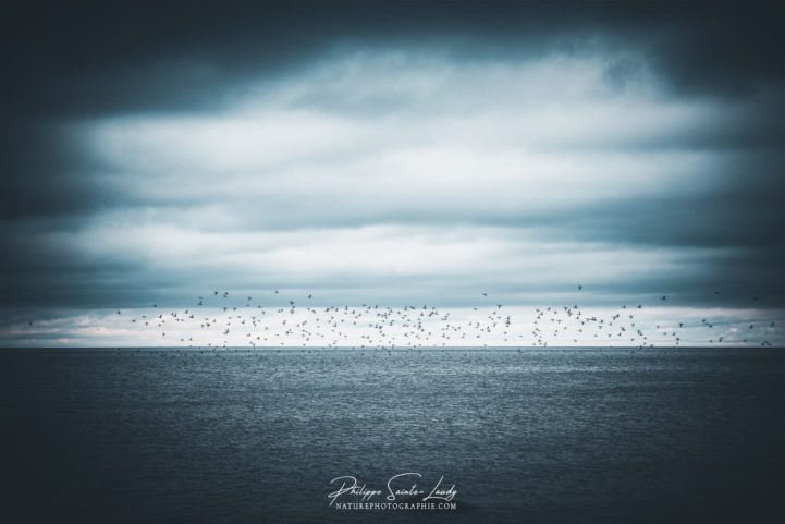 Un vol d'oiseaux dans le golfe de Finlande