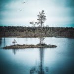 Reflet d'un arbre dans les marécages de Laheema en Estonie