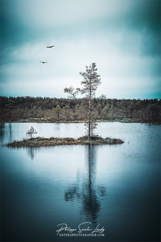 Reflet d'un arbre dans les marécages de Laheema en Estonie