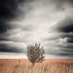 Un arbre dans les hautes herbes au bord de la mer Baltique