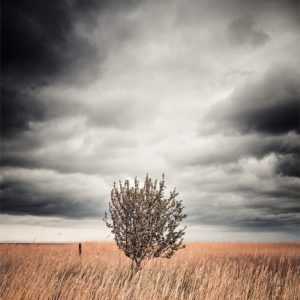 Easy Target Un arbre dans les hautes herbes au bord de la mer Baltique