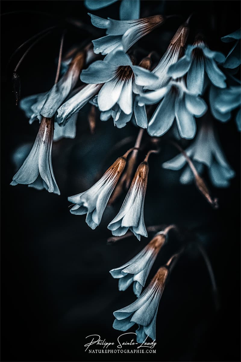 Fleurs dans le jardin - Oxalis