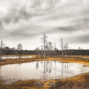 Frogville Paysage de Laheema