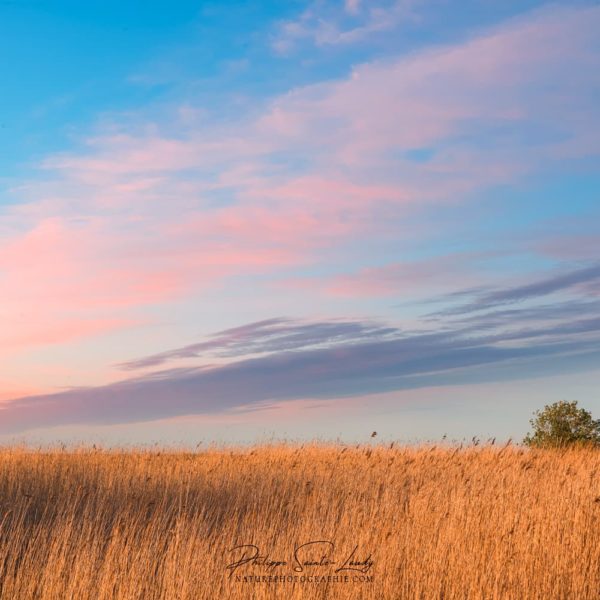 Good Energy Ciel rose en Estonie