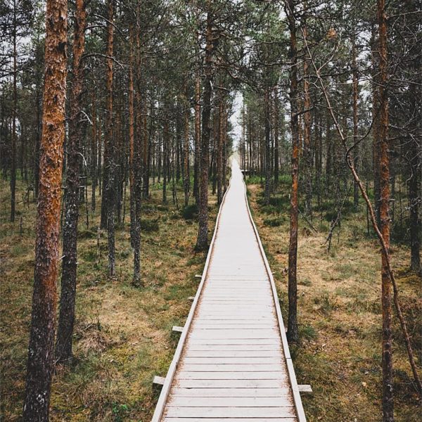 Just a Little Way Chemin sur pilotis à travers la forêt de Laheema