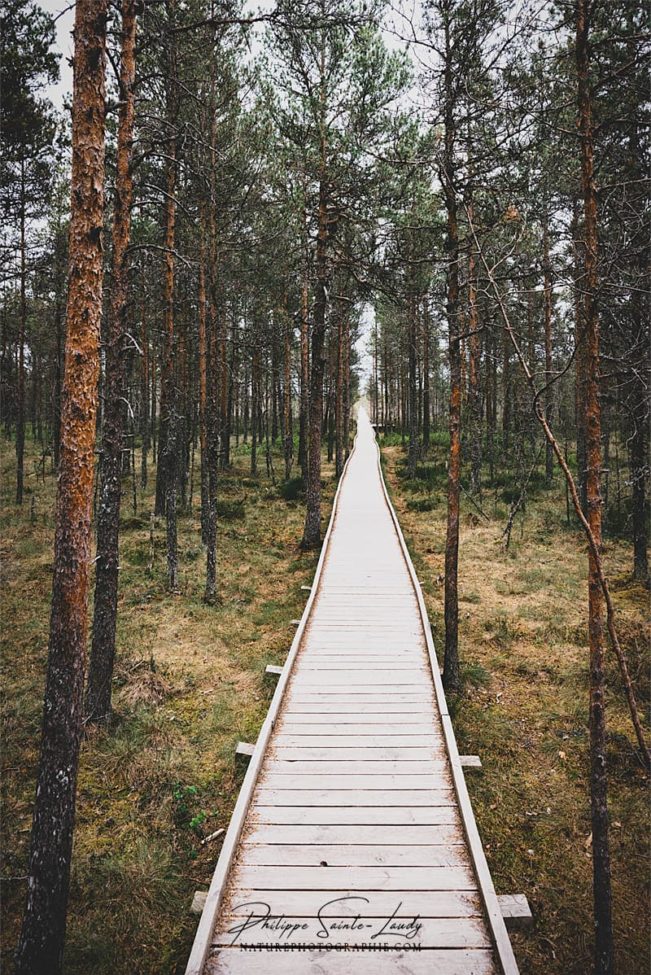 Chemin sur pilotis à travers la forêt de Laheema