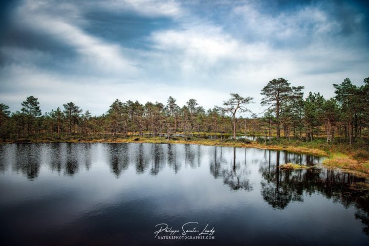 Marécages dans le parc de Laheema en Estonie