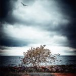 Un arbre sur la plage, le long du golfe de Finlande en Estonie