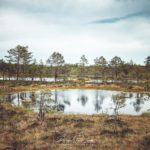 Les marais du parc de Laheema en Estonie