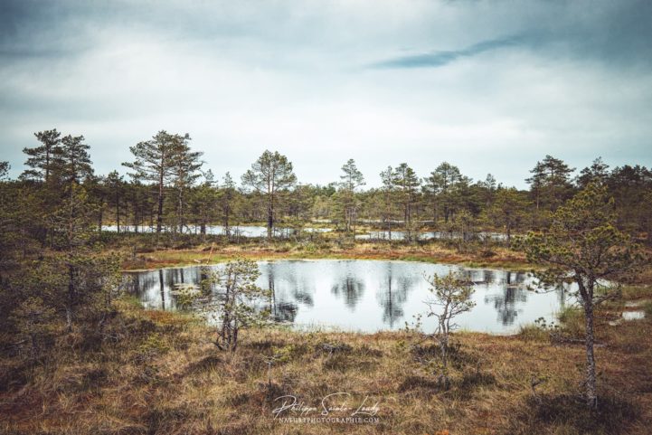 Les marais du parc de Laheema en Estonie