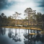 Les arbres du parc de Laheema en Estonie