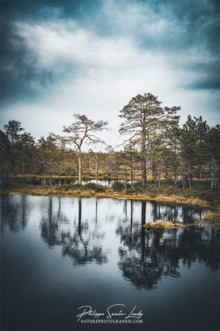 Les arbres du parc de Laheema en Estonie