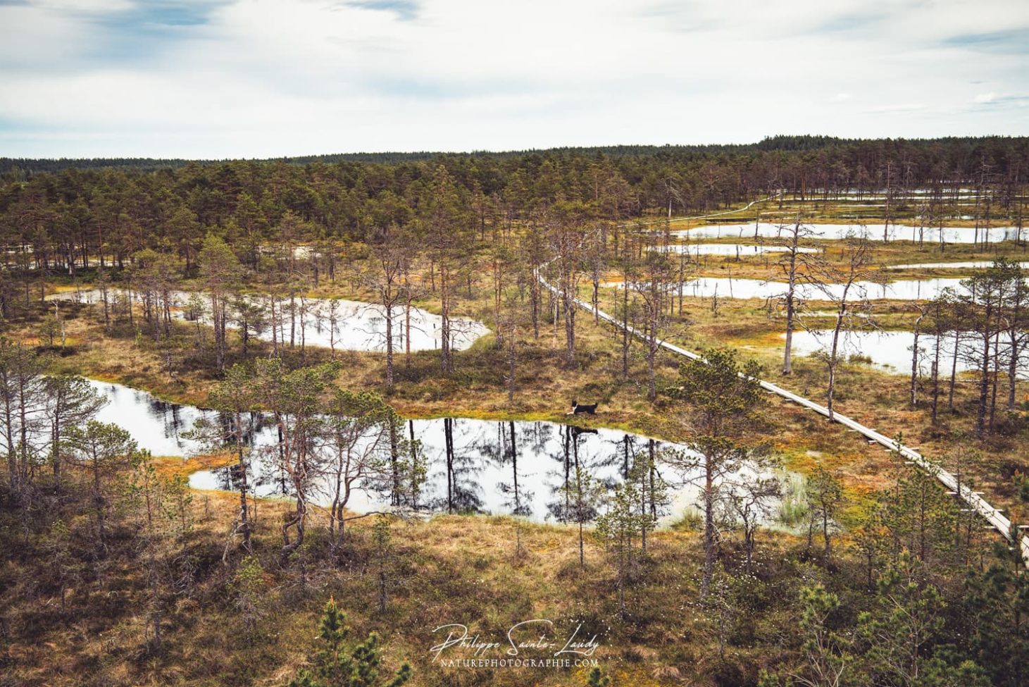 Panorama sur les marais de Laheema en Estonie