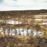 Panorama sur les marais de Laheema en Estonie
