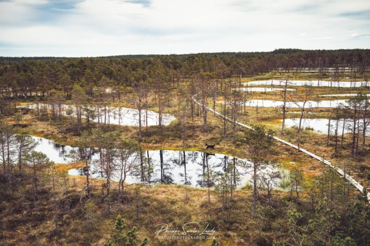 Panorama sur les marais de Laheema en Estonie
