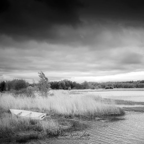 Wind in the Herbs Photo noir et blanc d'un paysage en Estonie