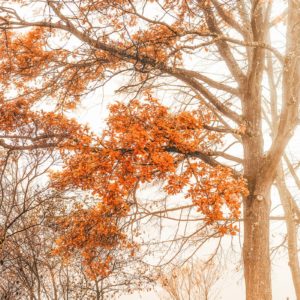 Autumn Emotion Les couleurs de l'automne sur un arbre