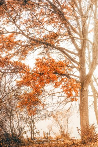 Les couleurs de l'automne sur un arbre