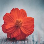 Macrophotographie sur une cosmos orange