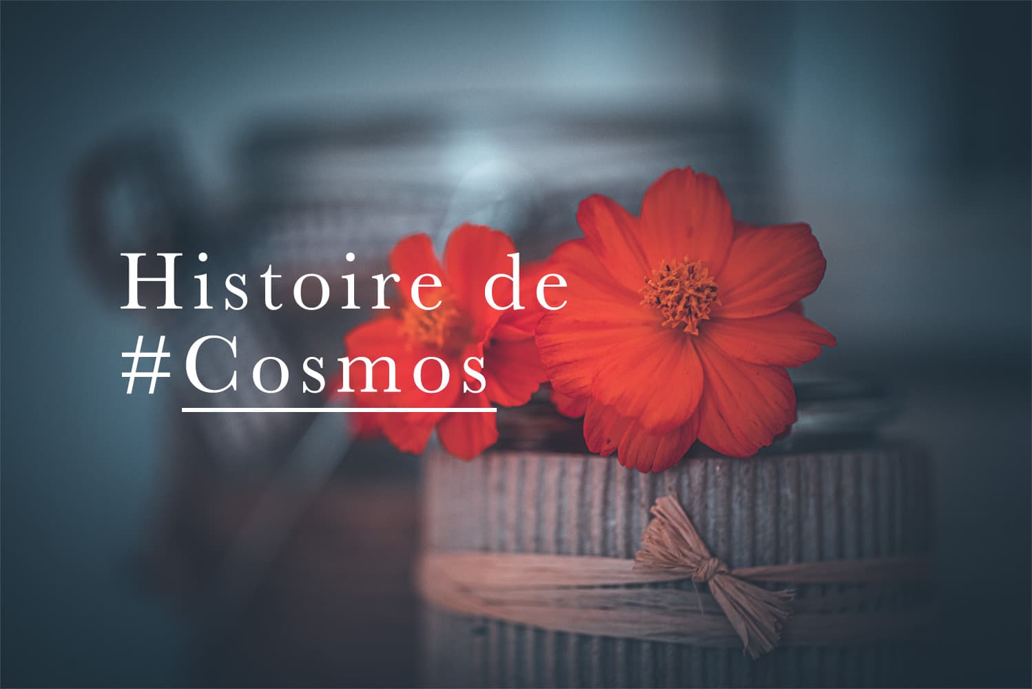 Cosmos orange