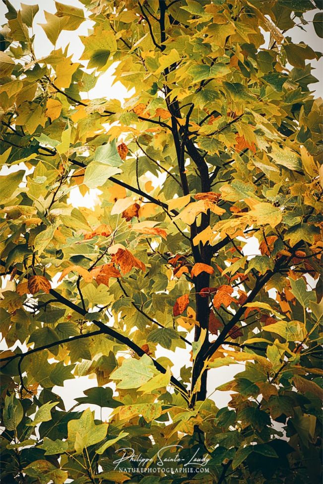 Tulipier de virginie en automne