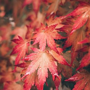 Fall Rain Feuille d'érable rouge sous la pluie en automne