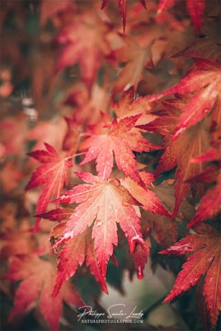 Feuille d'érable rouge sous la pluie en automne
