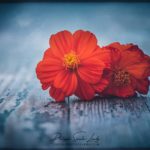 Fleurs orange sur une table en bois