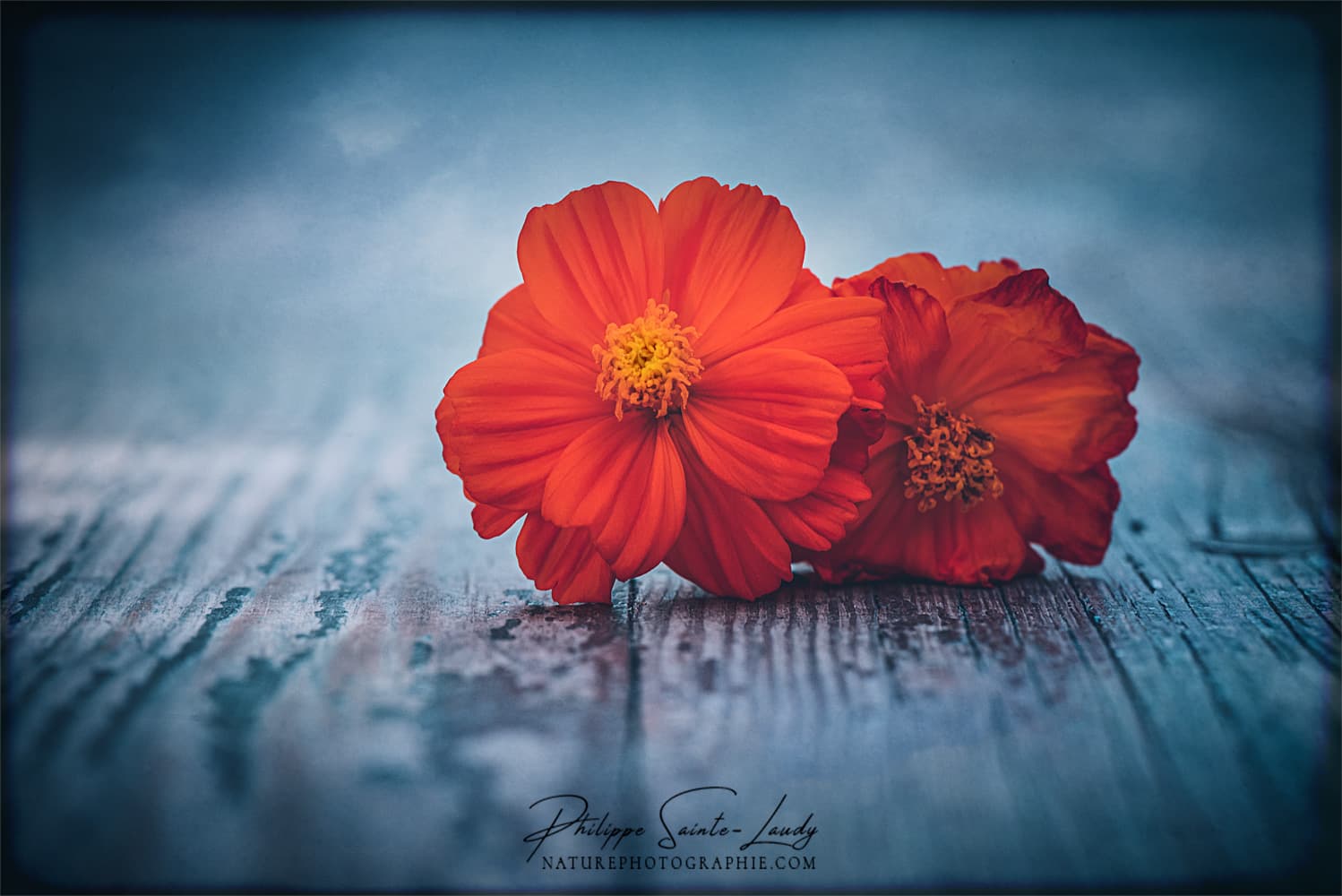 Fleurs orange sur une table en bois