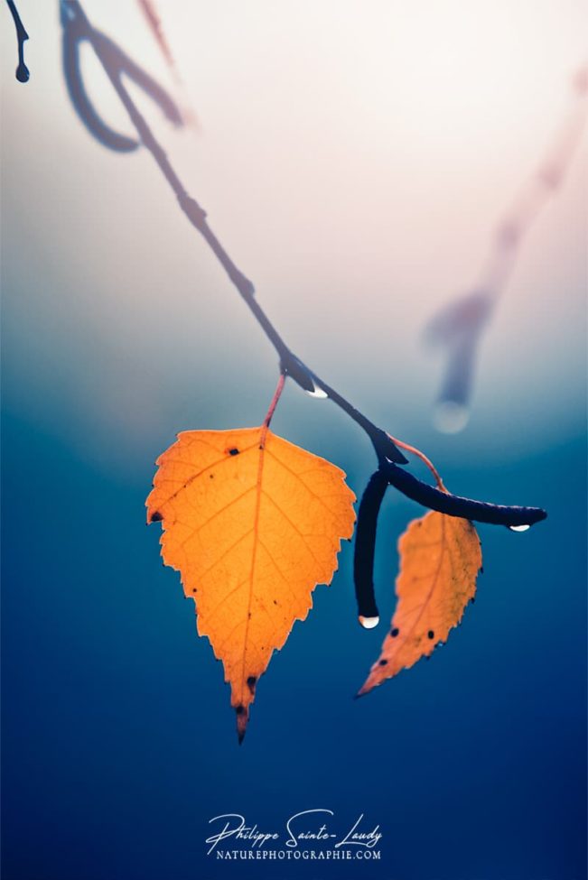 Feuilles en automne sous la pluie