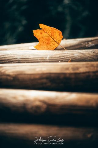 Une feuille sur des bûches en automne