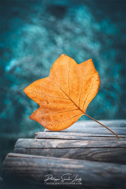 Une feuille jaune de tulipier de Virginie en automne sur des bûches