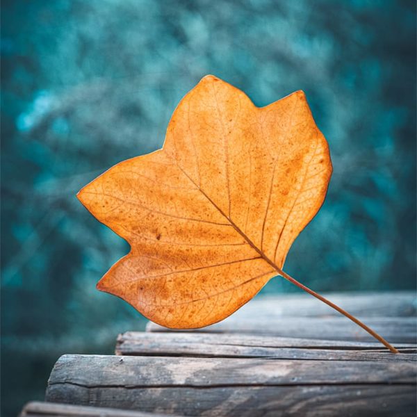 Une feuille jaune de tulipier de Virginie en automne sur des bûches