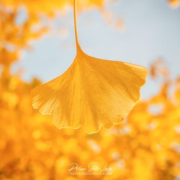 Autumn Gateway Feuille de ginkgo jaune dorée